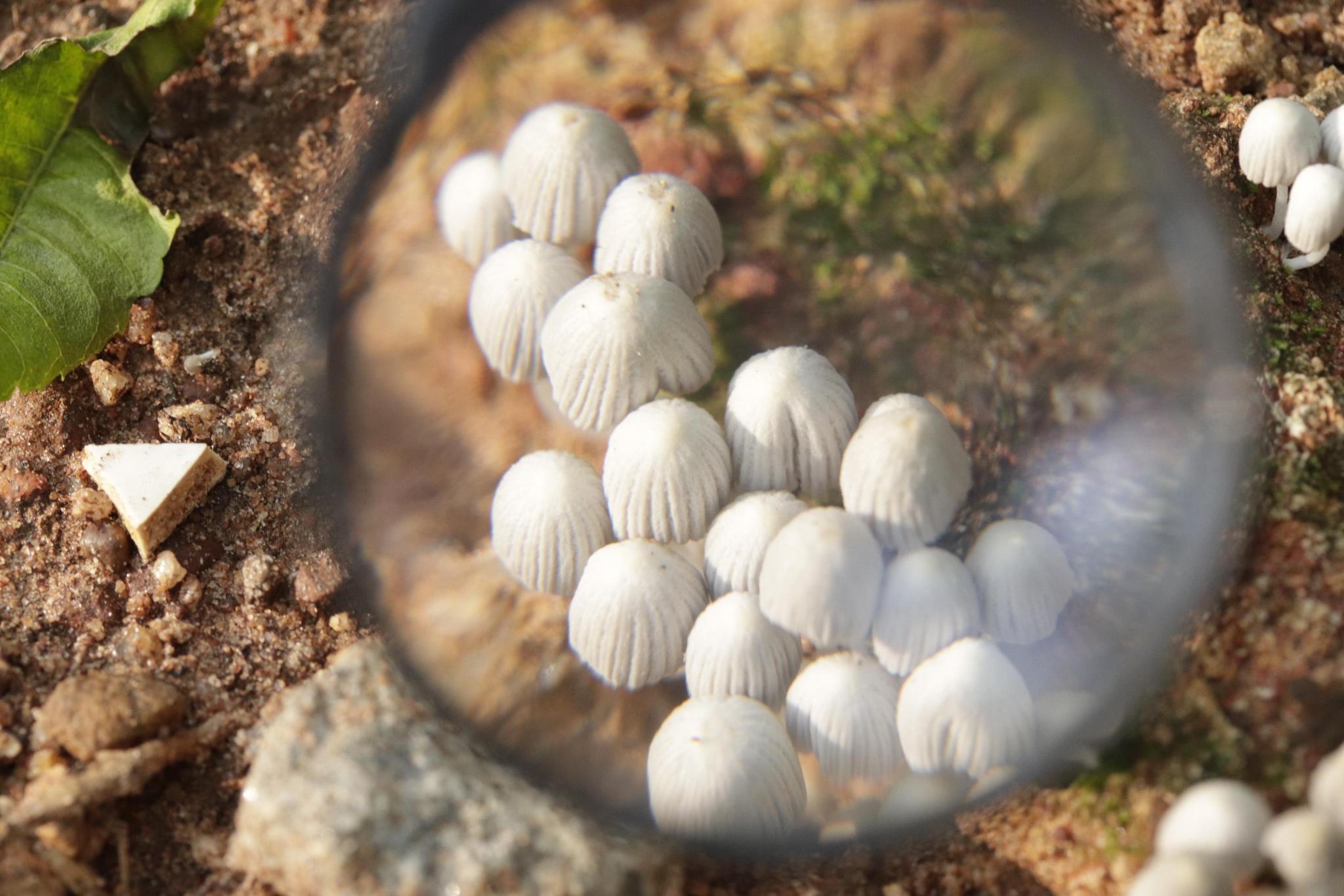 A magnifying glass enlarges the center of the image and puts mushrooms with small white caps into focus.