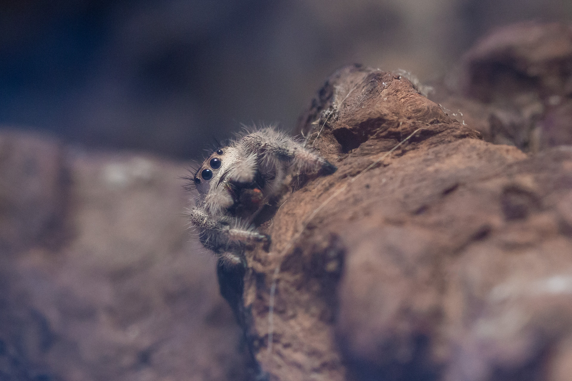 A jumping spider is photographed from the front so that its two front legs and four of its eyes are visible. It is sitting on a piece of tree bark that is positioned diagonally in a terrarium. The spider seems to have something in its fangs, perhaps a fly.