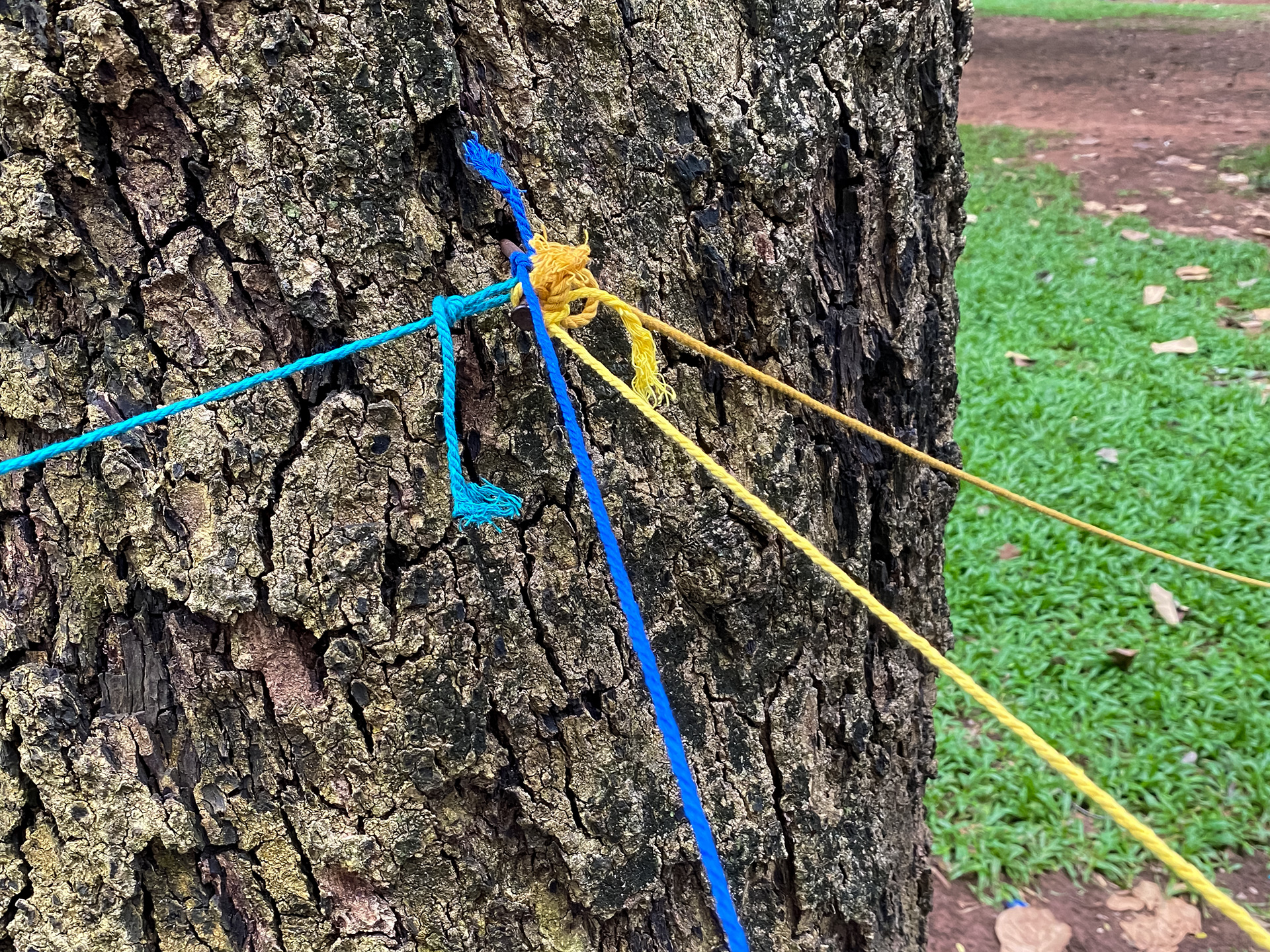 Blue and yellow strings are tied around the rough bark of a tree. The strings extend outwards. The tree bark is textured with deep grooves. In the background, there is a patch of green grass and brown soil.