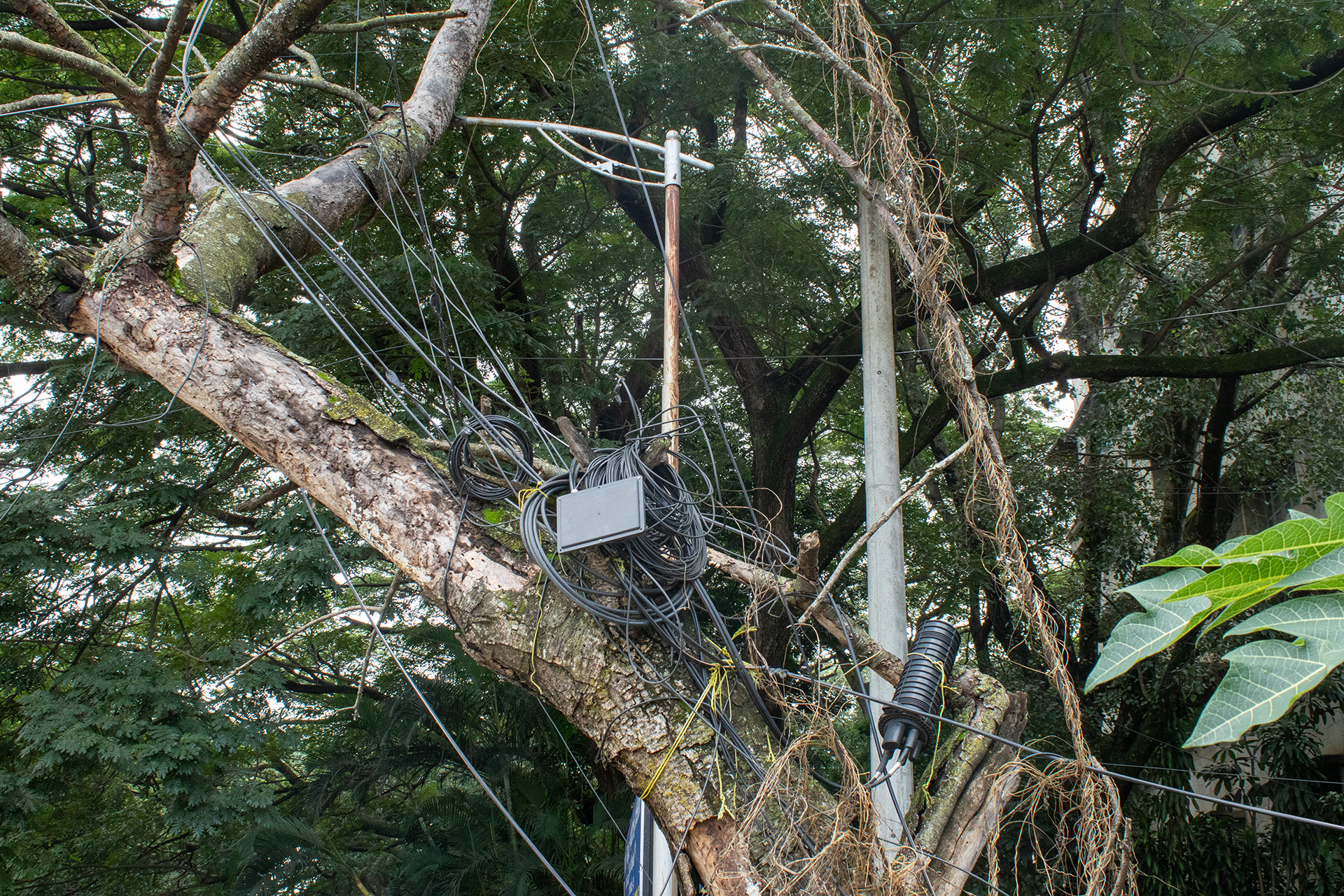 A photo shows the crown of a tree. Amidst the branches, internet and electricity cables form what looks like a nest. The chaos of the cables is surrounded by the green of the leafs.